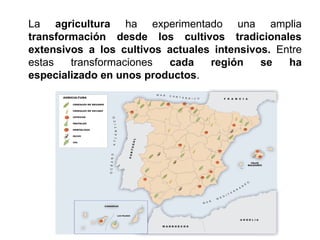 La agricultura ha experimentado una amplia
transformación desde los cultivos tradicionales
extensivos a los cultivos actuales intensivos. Entre
estas transformaciones cada región se ha
especializado en unos productos.
 