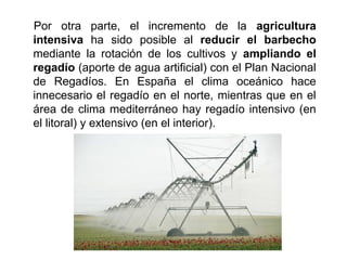 Por otra parte, el incremento de la agricultura
intensiva ha sido posible al reducir el barbecho
mediante la rotación de los cultivos y ampliando el
regadío (aporte de agua artificial) con el Plan Nacional
de Regadíos. En España el clima oceánico hace
innecesario el regadío en el norte, mientras que en el
área de clima mediterráneo hay regadío intensivo (en
el litoral) y extensivo (en el interior).
 
