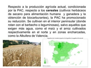 Respecto a la producción agrícola actual, condicionada
por la PAC, respecto a los cereales (cultivos herbáceos
de secano para alimentación humana y ganadera y la
obtención de biocarburantes), la PAC ha promocionado
su reducción. Se cultivan en el interior peninsular (donde
rotan con el barbecho o leguminosas), salvo aquellos que
exigen más agua, como el maíz y el arroz cultivados
respectivamente en el norte y en zonas encharcadas,
como la Albufera de Valencia.
 
