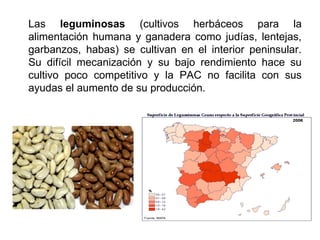 Las leguminosas (cultivos herbáceos para la
alimentación humana y ganadera como judías, lentejas,
garbanzos, habas) se cultivan en el interior peninsular.
Su difícil mecanización y su bajo rendimiento hace su
cultivo poco competitivo y la PAC no facilita con sus
ayudas el aumento de su producción.
 