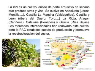 La vid es un cultivo leñoso de porte arbustivo de secano
que produce uvas y vino. Se cultiva en Andalucía (Jerez,
Montilla,...), Castilla La Mancha (Valdepeñas), Castilla y
León (ribera del Duero, Toro,...) La Rioja, Aragón
(Cariñena), Cataluña (Penedés) y Galicia (Rías Bajas).
Los mercados internacionales han renovado este cultivo,
pero la PAC establece cuotas de producción y promueve
la reestructuración del sector.
 