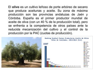 El olivo es un cultivo leñoso de porte arbóreo de secano
que produce aceitunas y aceite. Su zona de máxima
producción son las provincias andaluzas de Jaén y
Córdoba. España es el primer productor mundial de
aceite de oliva (con un 40 % de la producción total), pero
se enfrenta a la competencia de otros países ante la
reducida mecanización del cultivo y el control de la
producción por la PAC (cuotas de producción).
 