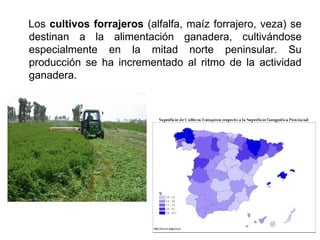 Los cultivos forrajeros (alfalfa, maíz forrajero, veza) se
destinan a la alimentación ganadera, cultivándose
especialmente en la mitad norte peninsular. Su
producción se ha incrementado al ritmo de la actividad
ganadera.
 