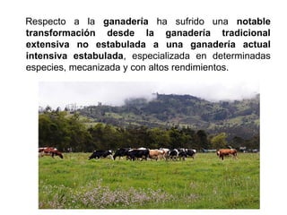 Respecto a la ganadería ha sufrido una notable
transformación desde la ganadería tradicional
extensiva no estabulada a una ganadería actual
intensiva estabulada, especializada en determinadas
especies, mecanizada y con altos rendimientos.
 