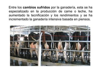 Entre los cambios sufridos por la ganadería, esta se ha
especializado en la producción de carne o leche, ha
aumentado la tecnificación y los rendimientos y se ha
incrementado la ganadería intensiva basada en piensos.
 
