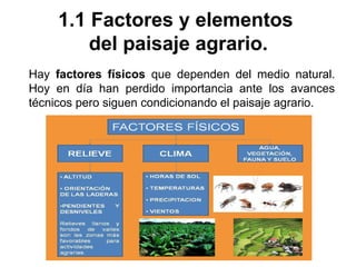 1.1 Factores y elementos
del paisaje agrario.
Hay factores físicos que dependen del medio natural.
Hoy en día han perdido importancia ante los avances
técnicos pero siguen condicionando el paisaje agrario.
 