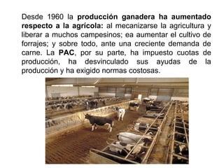 Desde 1960 la producción ganadera ha aumentado
respecto a la agrícola: al mecanizarse la agricultura y
liberar a muchos campesinos; ea aumentar el cultivo de
forrajes; y sobre todo, ante una creciente demanda de
carne. La PAC, por su parte, ha impuesto cuotas de
producción, ha desvinculado sus ayudas de la
producción y ha exigido normas costosas.
 