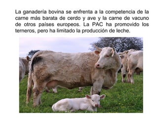 La ganadería bovina se enfrenta a la competencia de la
carne más barata de cerdo y ave y la carne de vacuno
de otros países europeos. La PAC ha promovido los
terneros, pero ha limitado la producción de leche.
 