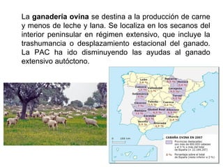 La ganadería ovina se destina a la producción de carne
y menos de leche y lana. Se localiza en los secanos del
interior peninsular en régimen extensivo, que incluye la
trashumancia o desplazamiento estacional del ganado.
La PAC ha ido disminuyendo las ayudas al ganado
extensivo autóctono.
 