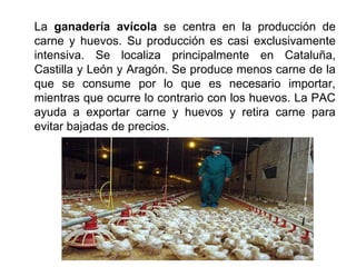 La ganadería avícola se centra en la producción de
carne y huevos. Su producción es casi exclusivamente
intensiva. Se localiza principalmente en Cataluña,
Castilla y León y Aragón. Se produce menos carne de la
que se consume por lo que es necesario importar,
mientras que ocurre lo contrario con los huevos. La PAC
ayuda a exportar carne y huevos y retira carne para
evitar bajadas de precios.
 