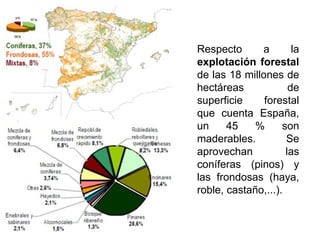 Respecto a la
explotación forestal
de las 18 millones de
hectáreas de
superficie forestal
que cuenta España,
un 45 % son
maderables. Se
aprovechan las
coníferas (pinos) y
las frondosas (haya,
roble, castaño,...).
 