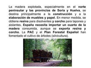 La madera explotada, especialmente en el norte
peninsular y las provincias de Soria y Huelva, se
destina principalmente a la construcción y a la
elaboración de muebles y papel. En menor medida, se
obtiene resina para disolventes y corcho para tapones y
aislantes. España necesita importar un cuarto de la
madera consumida, aunque se exporta resina y
corcho. La PAC y el Plan Forestal Español han
fomentado el cultivo de árboles (silvicultura).
 
