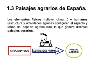 1.3 Paisajes agrarios de España.
Los elementos físicos (relieve, clima,...) y humanos
(estructura y actividades agrarias configuran el aspecto y
forma del espacio agrario rural lo que genera distintos
paisajes agrarios.
PAISAJE NATURAL ACTIVIDADES PRIMARIAS
PAISAJE
AGRARIO
 