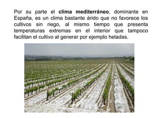 Por su parte el clima mediterráneo, dominante en
España, es un clima bastante árido que no favorece los
cultivos sin riego, al mismo tiempo que presenta
temperaturas extremas en el interior que tampoco
facilitan el cultivo al generar por ejemplo heladas.
 