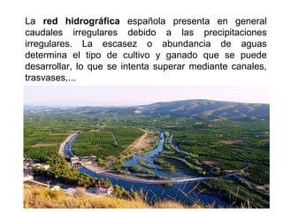 La red hidrográfica española presenta en general
caudales irregulares debido a las precipitaciones
irregulares. La escasez o abundancia de aguas
determina el tipo de cultivo y ganado que se puede
desarrollar, lo que se intenta superar mediante canales,
trasvases,...
 
