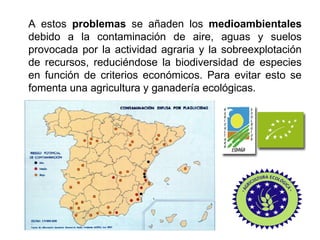 A estos problemas se añaden los medioambientales
debido a la contaminación de aire, aguas y suelos
provocada por la actividad agraria y la sobreexplotación
de recursos, reduciéndose la biodiversidad de especies
en función de criterios económicos. Para evitar esto se
fomenta una agricultura y ganadería ecológicas.
 