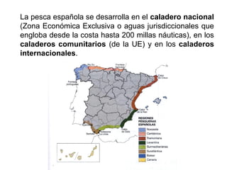 La pesca española se desarrolla en el caladero nacional
(Zona Económica Exclusiva o aguas jurisdiccionales que
engloba desde la costa hasta 200 millas náuticas), en los
caladeros comunitarios (de la UE) y en los caladeros
internacionales.
 