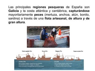 Las principales regiones pesqueras de España son
Galicia y la costa atlántica y cantábrica, capturándose
mayoritariamente peces (merluza, anchoa, atún, bonito,
sardina) a través de una flota artesanal, de altura y de
gran altura.
 