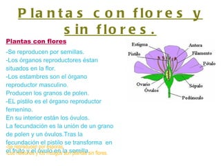 Plantas con flores y sin flores. Plantas con flores -Se reproducen por semillas. -Los órganos reproductores éstan situados en la flor. -Los estambres son el órgano reproductor masculino. Producen los granos de polen. -EL pistilo es el órgano reproductor femenino. En su interior están los óvulos. La fecundación es la unión de un grano de polen y un óvulos.Tras la fecundación el pistilo se transforma  en el fruto y el óvulo en la semilla. -Se reproducen por esporas. -Los helechos y los musgos son plantas sin flores. 