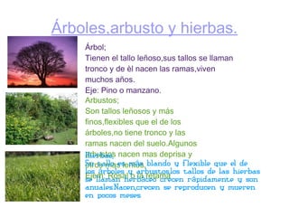 Árboles,arbusto y hierbas. Árbol; Tienen el tallo leñoso,sus tallos se llaman tronco y de èl nacen las ramas,viven muchos años. Eje: Pino o manzano. Arbustos; Son tallos leñosos y más finos,flexibles que el de los árboles,no tiene tronco y las ramas nacen del suelo.Algunos arbustos nacen mas deprisa y otros mas lentos. Ejem: Rosal o la retama Hierbas; Su tallo es más blando y flexible que el de los árboles y arbustos,los tallos de las hierbas se llaman herbáceo crecen rápidamente y son anuales.Nacen,crecen se reproducen y mueren en pocos meses. 
