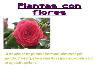 Plantas con flores La mayoría de las plantas desarrollan flores,como por ejemplo, el rosal que tiene unas flores grandes,vistosas y con un agradable perfume . 