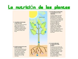La nutrición de las plantas 