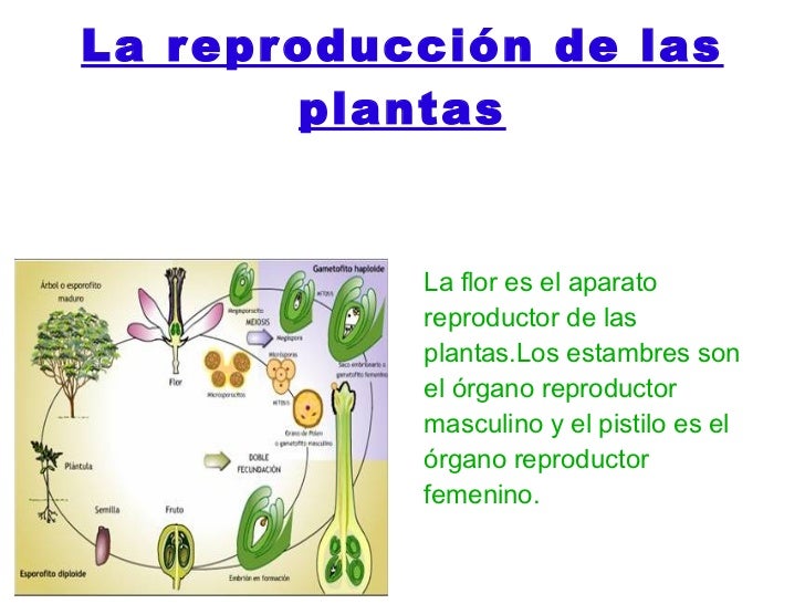 Las plantas en el proceso de la fotosintesis 91 Las plantas en el proceso de la fotosintesis 23