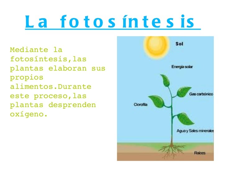 Tipo De Energia Captada Por Las Plantas Para Elaborar Su Alimento