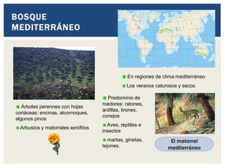 BOSQUE
MEDITERRÁNEO
En regiones de clima mediterráneo
Los veranos calurosos y secos
Árboles perennes con hojas
coriáceas: encinas, alcornoques,
algunos pinos
Arbustos y matorrales xerófitos
Predominio de
roedores: ratones,
ardillas, lirones,
conejos
Aves, reptiles e
insectos
martas, ginetas,
tejones.
El matorral
mediterráneo
 