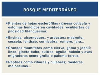 Plantas de hojas esclerófilas (gruesa cutícula y
estomas hundidos en cavidades recubiertas de
pilosidad blanquecina.
Encinas, alcornoques, y arbustos: madroño,
coscoja, lentisco, cornicabra, romero, jara...
Grandes mamíferos como ciervo, gamo y jabalí;
lince, gineta buho, buitres, aguila, halcón y aves
migradoras como grulla o paloma torcaz.
Reptiles como víboras y culebras; roedores,
meloncillos...
BOSQUE MEDITERRÁNEO
 