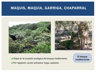 MAQUIS, MAQUIA, GARRIGA, CHAPARRAL
Etapa en la sucesión ecológica del bosque mediterráneo
Por regresión: acción antrópica: fuego, pastoreo
El bosque
mediterráneo
 