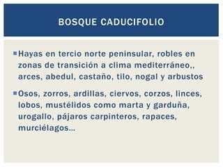 Hayas en tercio norte peninsular, robles en
zonas de transición a clima mediterráneo,,
arces, abedul, castaño, tilo, nogal y arbustos
Osos, zorros, ardillas, ciervos, corzos, linces,
lobos, mustélidos como marta y garduña,
urogallo, pájaros carpinteros, rapaces,
murciélagos…
BOSQUE CADUCIFOLIO
 