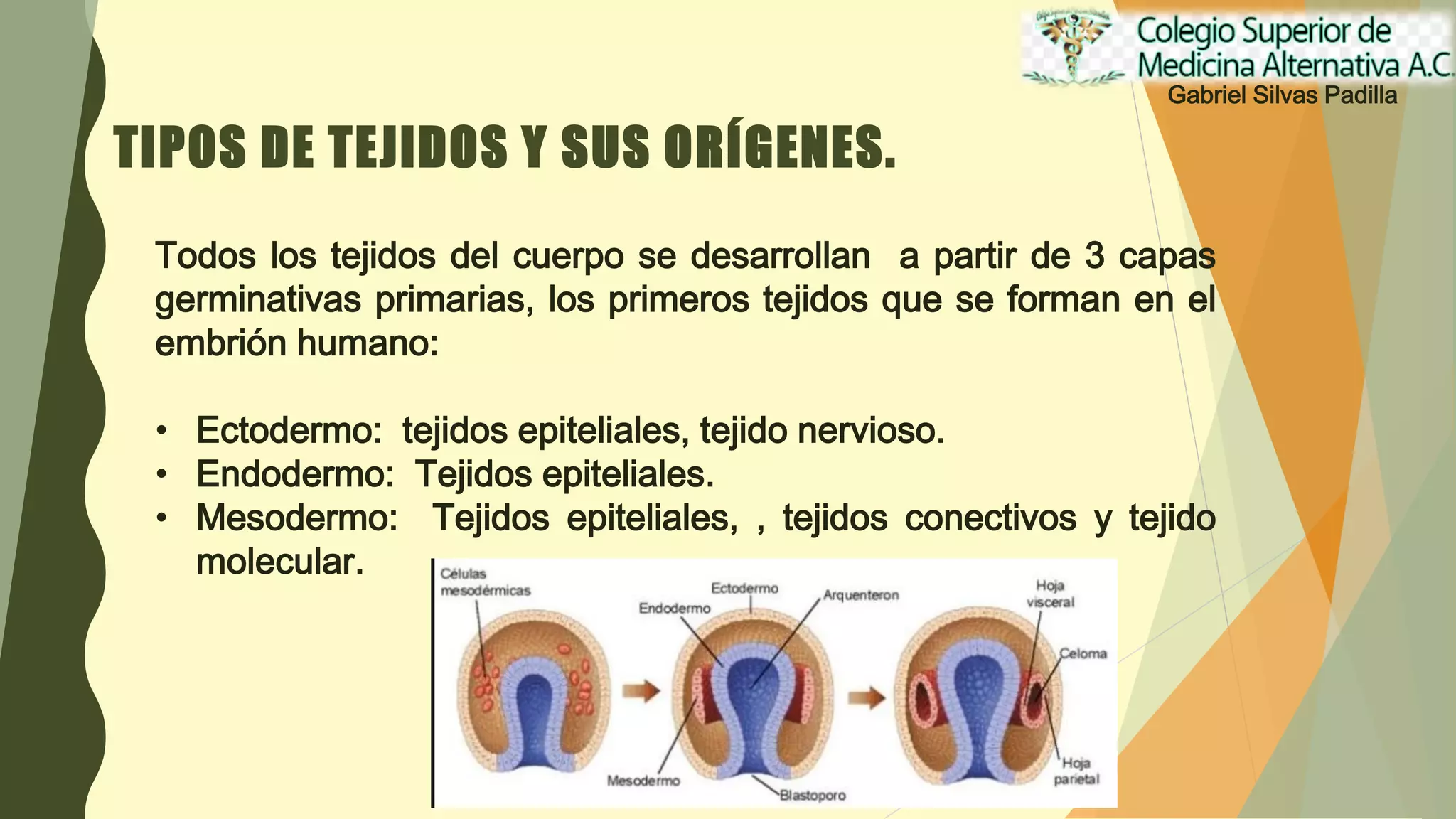 Presentacion tema nivel tisular de organizacion | PDF