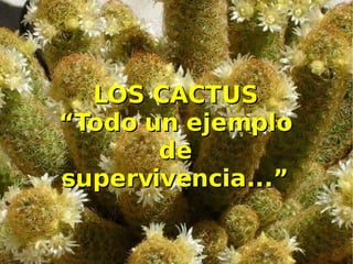 LOS CACTUS “Todo un ejemplo de supervivencia...” 