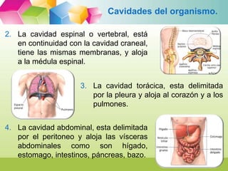 Cavidades del organismo. 
5. La cavidad pélvica, está en 
continuidad con la abdominal y 
tapizada también por el peritone...