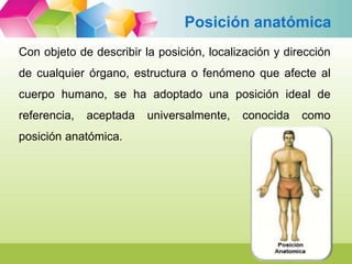 Posición anatómica 
Con objeto de describir la posición, localización y dirección 
de cualquier órgano, estructura o fenóm...