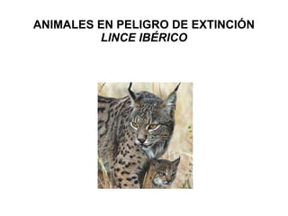 ANIMALES EN PELIGRO DE EXTINCIÓN LINCE IBÉRICO 