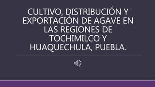CULTIVO, DISTRIBUCIÓN Y
EXPORTACIÓN DE AGAVE EN
LAS REGIONES DE
TOCHIMILCO Y
HUAQUECHULA, PUEBLA.
 