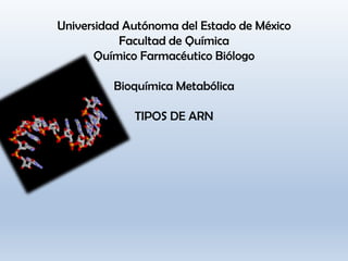 Universidad Autónoma del Estado de México
           Facultad de Química
       Químico Farmacéutico Biólogo

         Bioquímica Metabólica

             TIPOS DE ARN
 
