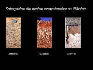 Leptosoles   Regosoles   Calcisoles
 