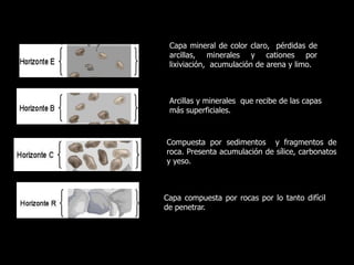 Capa mineral de color claro, pérdidas de
 arcillas, minerales y cationes por
 lixiviación, acumulación de arena y limo.



 Arcillas y minerales que recibe de las capas
 más superficiales.



Compuesta por sedimentos y fragmentos de
roca. Presenta acumulación de sílice, carbonatos
y yeso.



Capa compuesta por rocas por lo tanto difícil
de penetrar.
 
