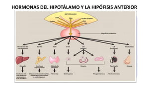 HORMONAS DEL HIPOTÁLAMO Y LA HIPÓFISIS ANTERIOR
Hormonas de la apófisis anterior
Péptidos o proteínas de bajo peso molecular
Reguladas por neuropéptidos «liberadoras» o «inhibidoras
Llegan a las células de la hipófisis a través del sistema portal hipofisario
A diferencia de las hormonas de la hipófisis posterior, las hormonas
hipofisarias anteriores no se almacenan en gránulos antes de su liberación
Las hormonas liberadoras hipotalámicas se utilizan principalmente para
diagnosticar la insuficiencia hipofisaria
 