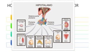 HORMONAS DE LA HIPÓFISIS POSTERIOR
Vasopresina y la oxitocina
No está regulada por hormonas liberadoras
Se sintetizan en el hipotálamo
Se liberan en respuesta a señales fisiológicas :osmolaridad
plasmática o el parto
 
