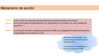 Mecanismo de acción
La t3 y t4 han de disociarse de las proteínas plasmáticas fijadoras de tiroxina
La t4 se des yoda enzimáticamente a t3, que penetra en el núcleo y se une a receptores
específicos
La activación de estos receptores promueve el ARN y las subsiguiente síntesis de proteínas
responsables de los efectos de la T4
Alimentos con antiácidos y que
contiene aluminio disminuyen la
absorción de T4
Las hormonas se metabolizan a
través del sistema de P450
 