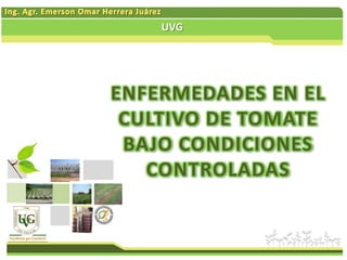 UVG




ENFERMEDADES EN EL
 CULTIVO DE TOMATE
 BAJO CONDICIONES
   CONTROLADAS
 