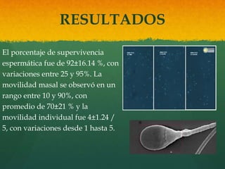 RESULTADOS 
El porcentaje de supervivencia 
espermática fue de 92±16.14 %, con 
variaciones entre 25 y 95%. La 
movilidad masal se observó en un 
rango entre 10 y 90%, con 
promedio de 70±21 % y la 
movilidad individual fue 4±1.24 / 
5, con variaciones desde 1 hasta 5. 
 