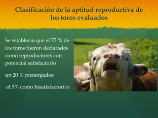 Clasificación de la aptitud reproductiva de 
los toros evaluados 
Se estableció que el 75 % de 
los toros fueron declarados 
como reproductores con 
potencial satisfactorio 
un 20 % postergados 
el 5% como Insatisfactorios 
 