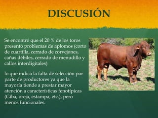 DISCUSIÓN 
Se encontró que el 20 % de los toros 
presentó problemas de aplomos (corto 
de cuartilla, cerrado de corvejones, 
cañas débiles, cerrado de menudillo y 
callos interdigitales) 
lo que indica la falta de selección por 
parte de productores ya que la 
mayoría tiende a prestar mayor 
atención a características fenotípicas 
(Giba, oreja, estampa, etc.), pero 
menos funcionales. 
 