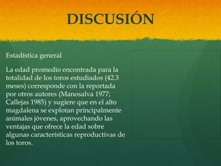 DISCUSIÓN 
Estadística general 
La edad promedio encontrada para la 
totalidad de los toros estudiados (42.3 
meses) corresponde con la reportada 
por otros autores (Manosalva 1977; 
Callejas 1985) y sugiere que en el alto 
magdalena se explotan principalmente 
animales jóvenes, aprovechando las 
ventajas que ofrece la edad sobre 
algunas características reproductivas de 
los toros. 
 