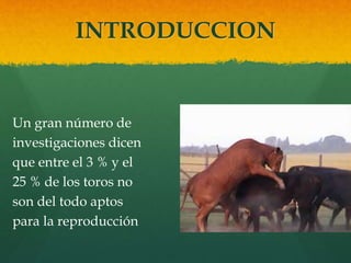 INTRODUCCION 
Un gran número de 
investigaciones dicen 
que entre el 3 % y el 
25 % de los toros no 
son del todo aptos 
para la reproducción 
 